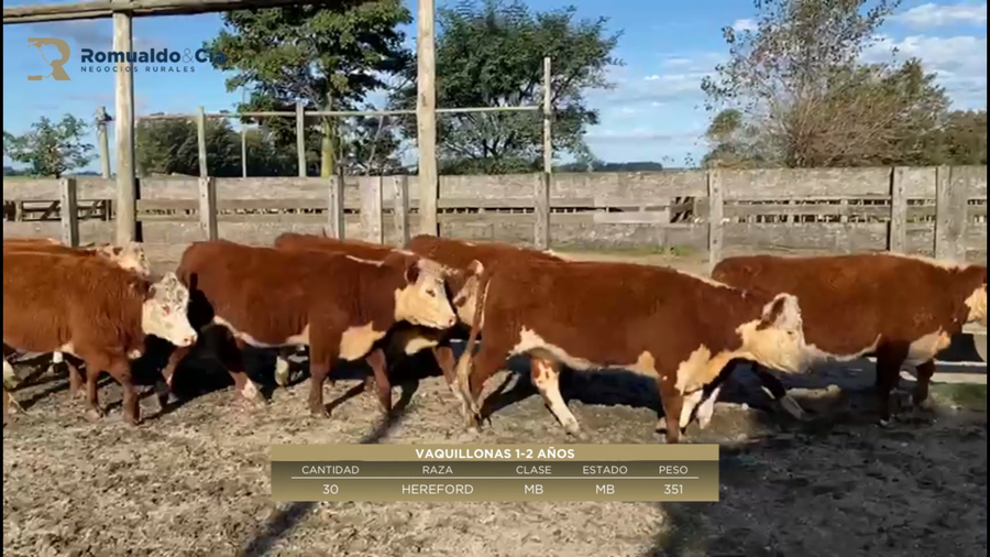 Lote 30 Vaquillonas 1 a 2 años a remate en 6º Expo Nacional Hereford 351kg -  en PARADA SANCHEZ