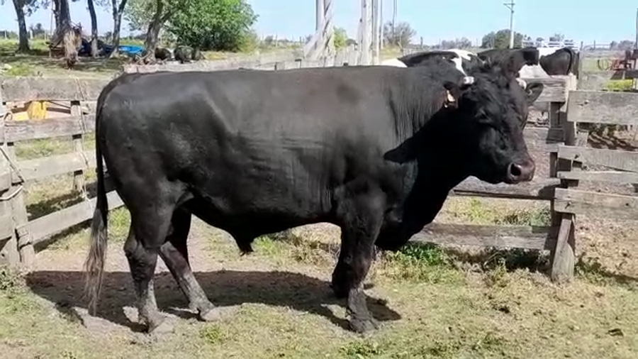 Lote (Vendido)Toros de industria a remate en PANTALLA FEDERICO GARLAND 800kg - , San José