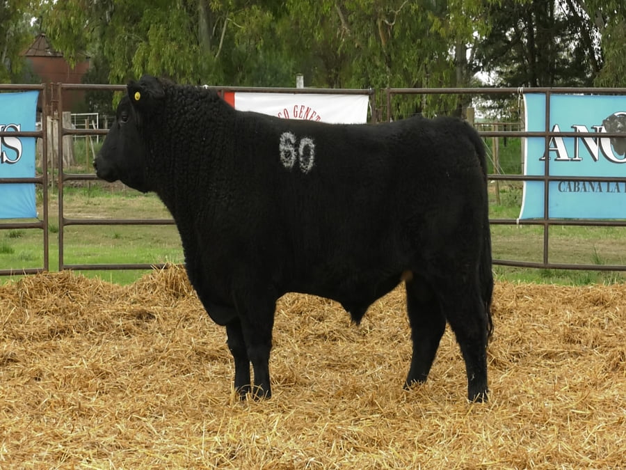 Lote TOROS ANGUS NEGROS PC