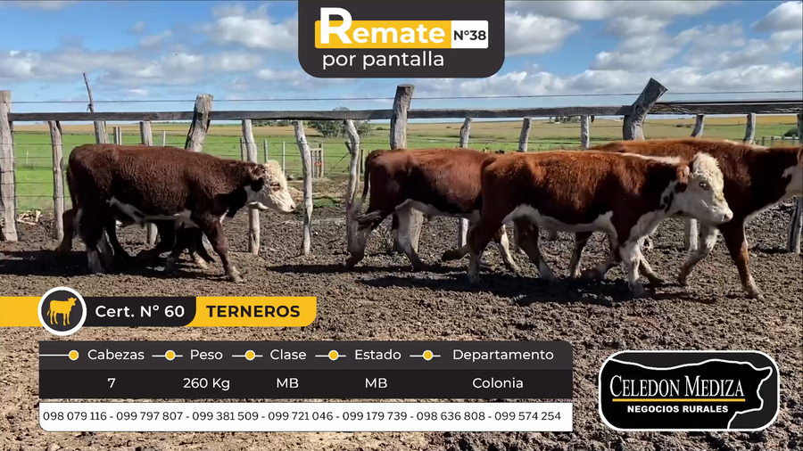 Lote 7 Terneros en La Horqueta, Colonia