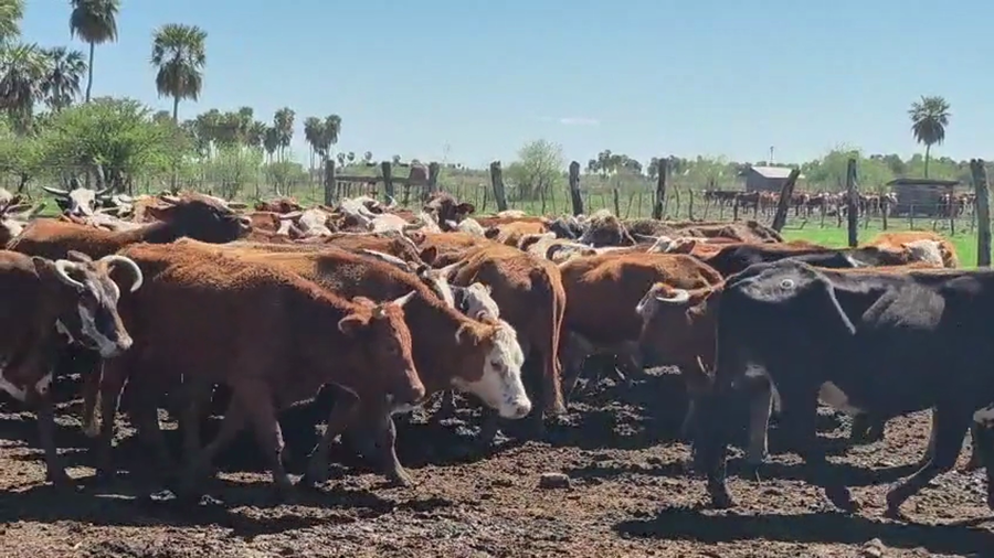 Lote 70 Vacas de invernar