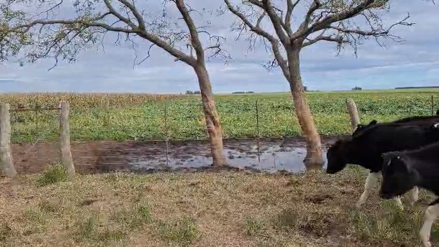 Lote 16 Terneros Holando en La Pampa, Gral. Manuel Campos