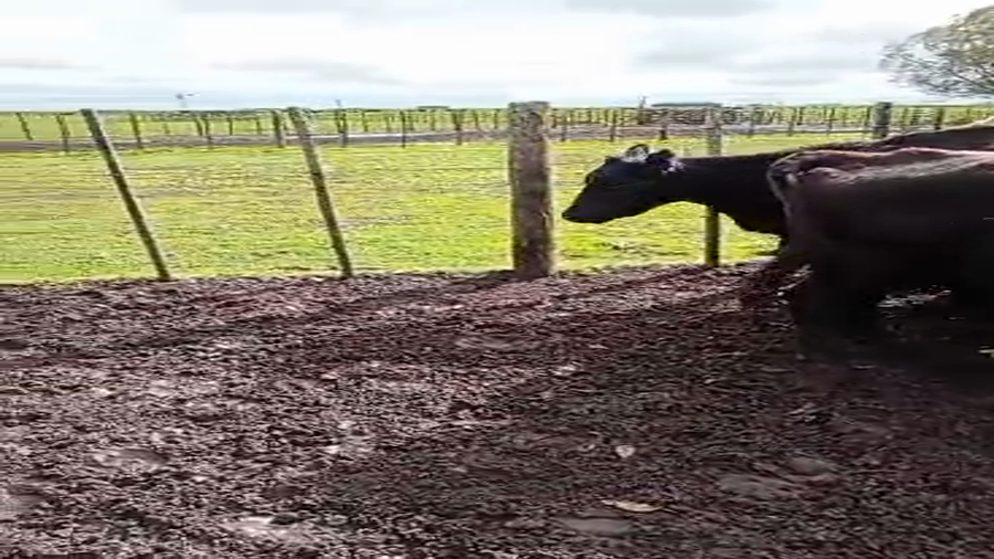 Lote 30 Vacas CUT preñadas