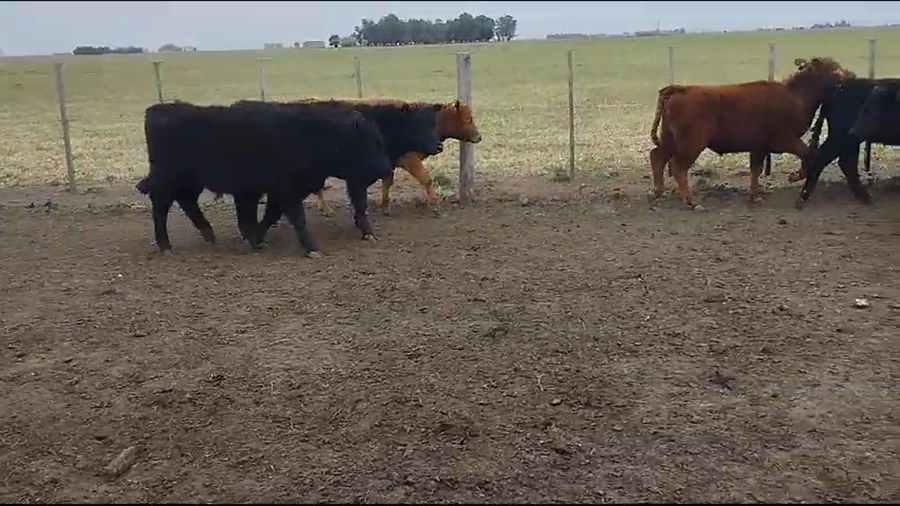 Lote 79 Terneros en Laprida, Buenos Aires