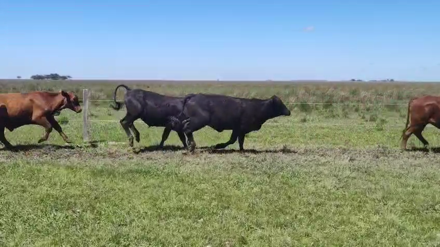 Lote 107 Novillos en Corrientes, Estación Torrent