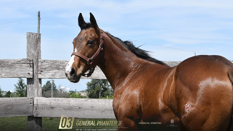 Lote Yeguarizos a remate en 6° Remate Especial de Velocidad, Montevideo