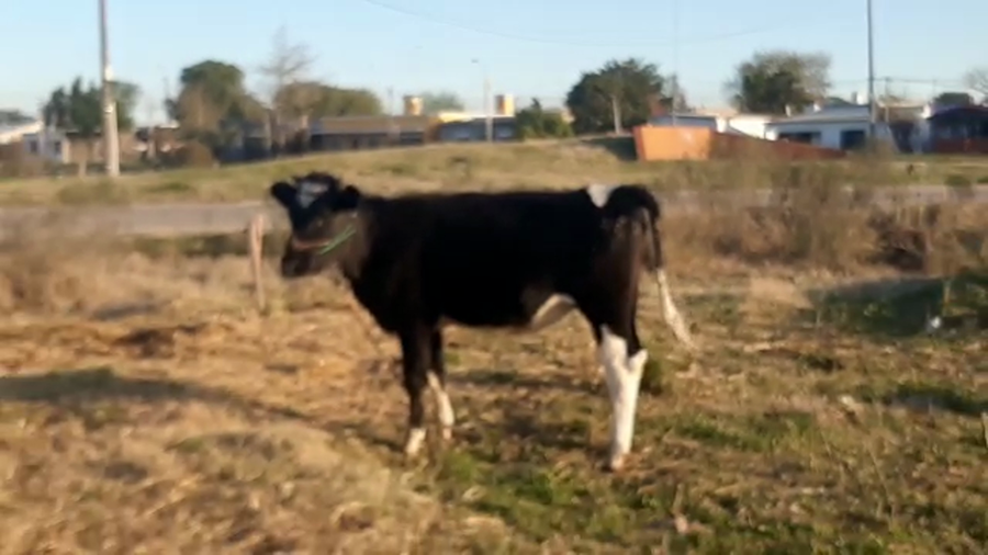 Lote Vaquillonas 1 a 2 años HOLANDO a remate en PANTALLA CAMY - SAN JOSE  1500 VACUNOS 250kg - , San José