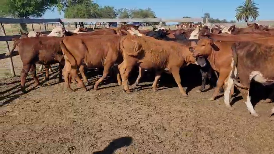 Lote 55 Novillitos y vaquillonas en Villaguay, Entre Ríos