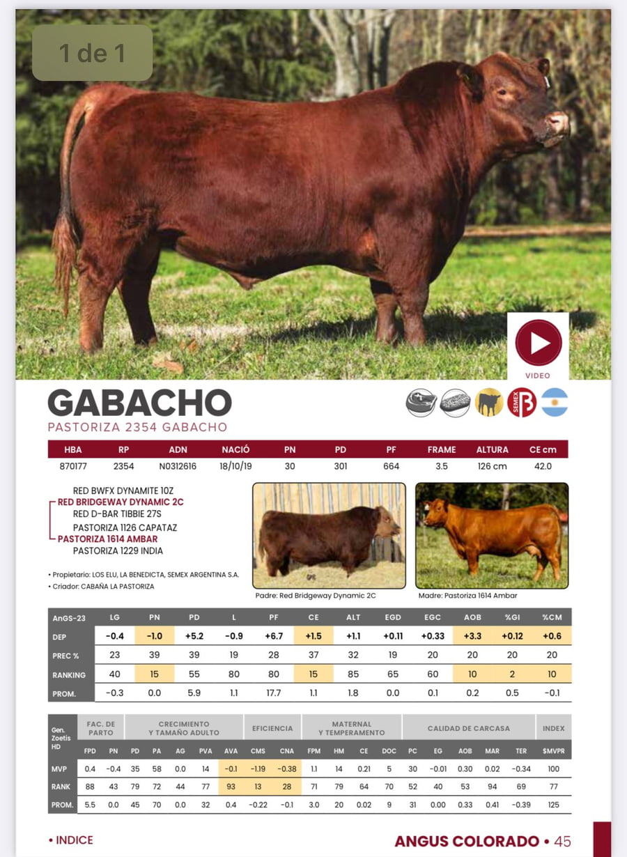 Lote PADRE - GABACHO