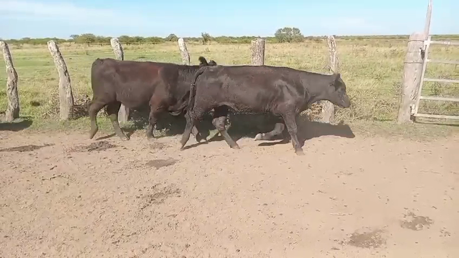 Lote 120 Novillitos en Corrientes, Curuzu Cuatia