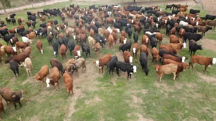 Lote 200 Vaquillonas en Salta, Salta