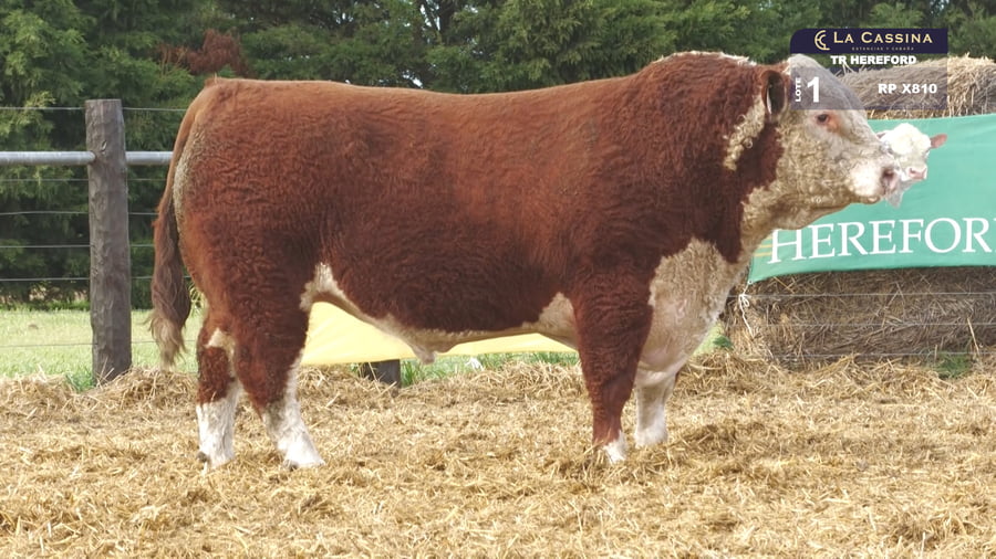 Lote TORO P. HEREFORD