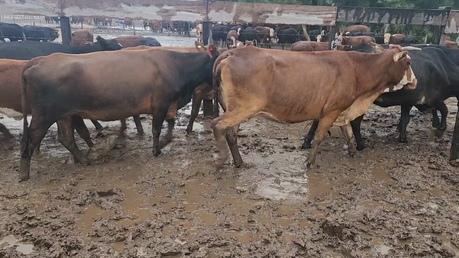 Lote 35 Vacas de invernar en San Lorenzo, Corrientes