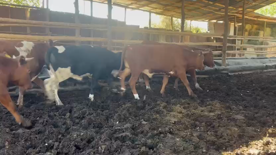 Lote 25 Novillo Engorda en Los Andes, V  Región Valparaíso