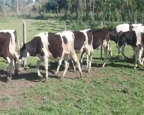 Lote (Vendido)16 Novillos HO 270kg -  en COSTAS DEL ROSARIO