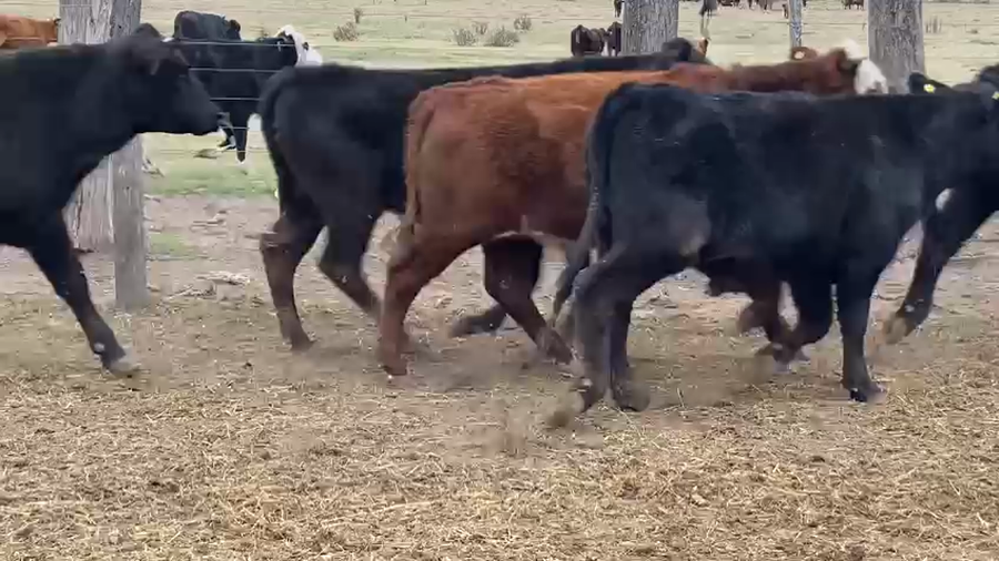 Lote 50 Novillos Brangus en Cuatro Bocas, Santiago del Estero