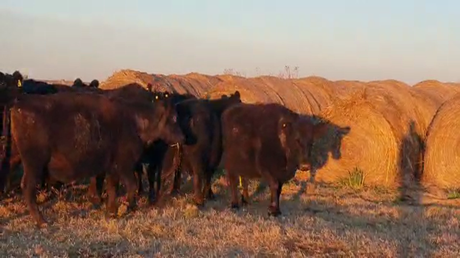Lote 40 Vacas CUT preñadas en Ayacucho, Buenos Aires