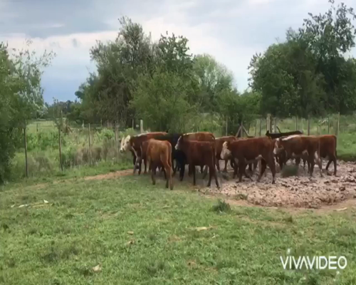 Lote 19 Terneros en Brandsen, Buenos Aires