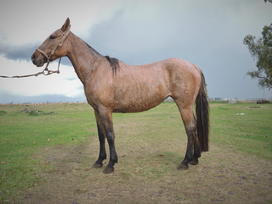 Lote AMARU EL TACUARAL - R.P. 342