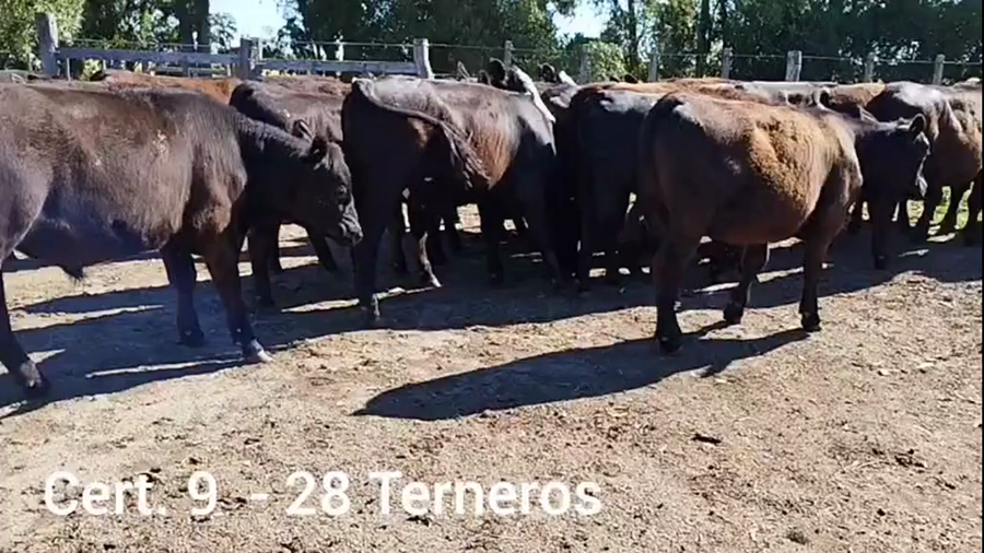 Lote TERNEROS