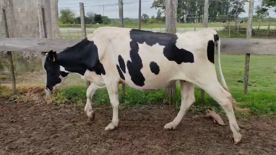 Lote Vaca a remate en Pantalla Camy 450kg - , San José