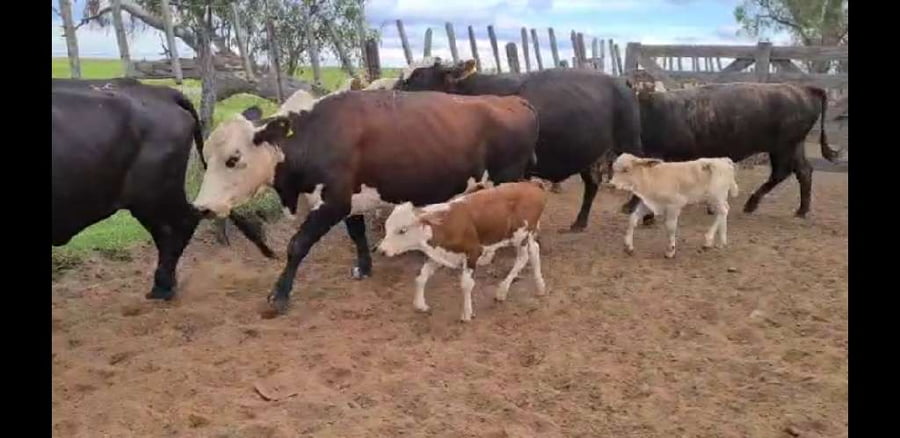 Lote 39 Vacas en Esquina, Corrientes