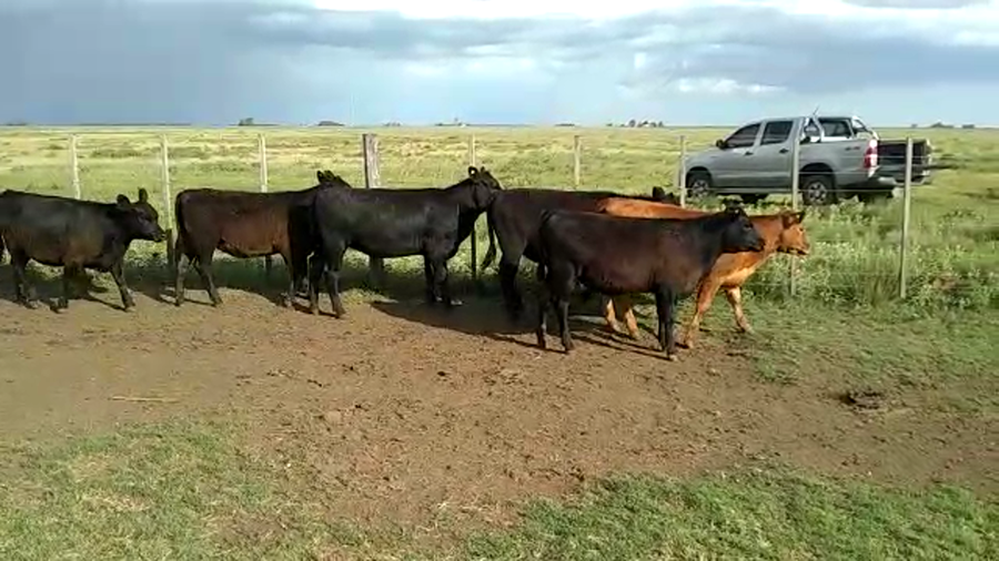 Lote 19 Terneras en Tres Arroyos, Buenos Aires