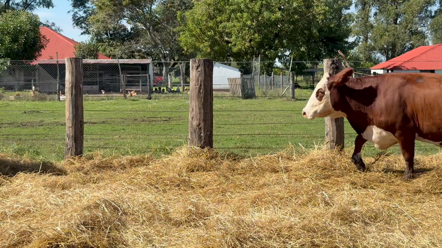 Lote 32 Vacas nuevas Preñadas en Corrientes, Curuzú-Cuatiá