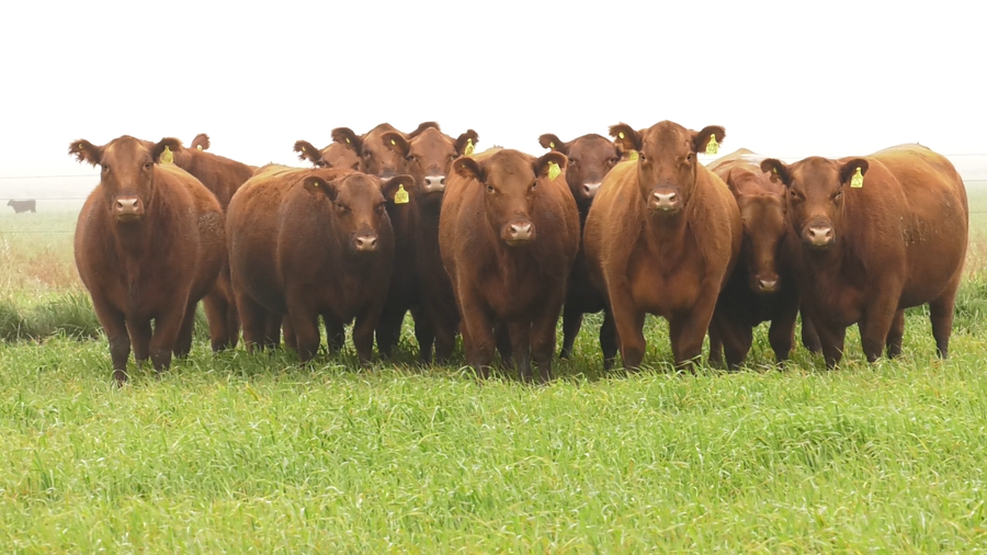 Lote VAQ. ANGUS COLORADAS PC C/GTÍA DE PREÑEZ