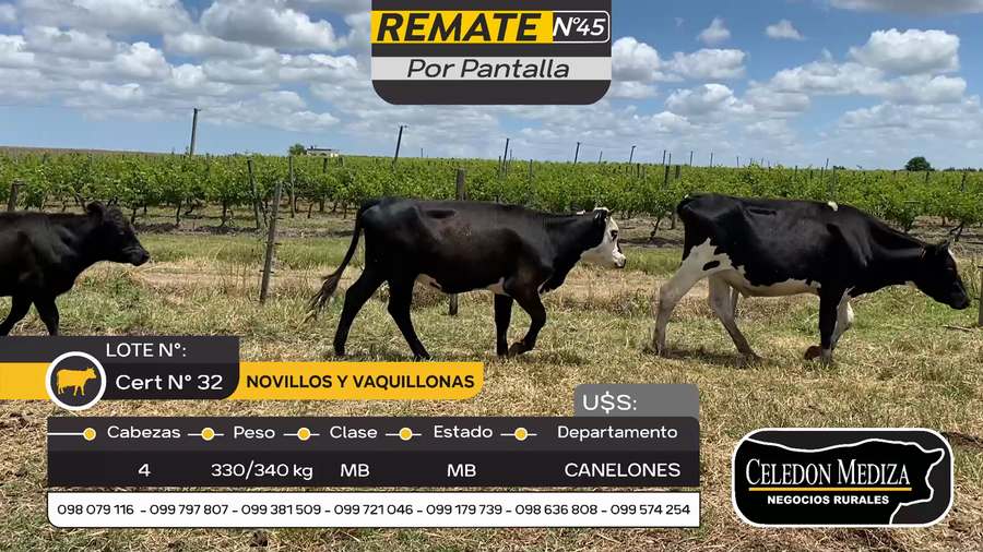 Lote 4 Novillos y vaquillonas 1 a 2 años en Parador Tajes, Canelones