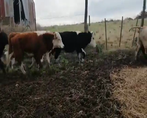 Lote 20 Terneros en Canelones