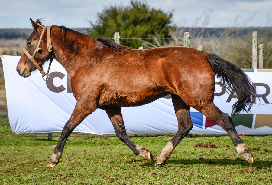 Lote MALEVA LA CASCADA