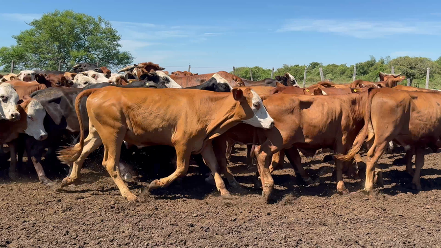 Lote 85 Novillitos en Corrientes, Saladas