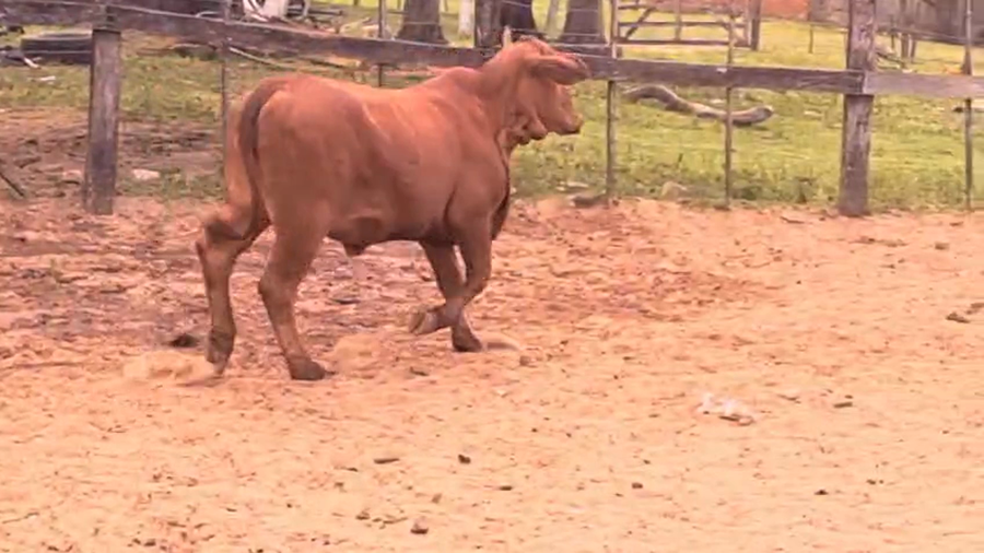 Lote Vaquillas a remate en Pantalla El Plantelaso 329kg -  en Cnel. Oviedo
