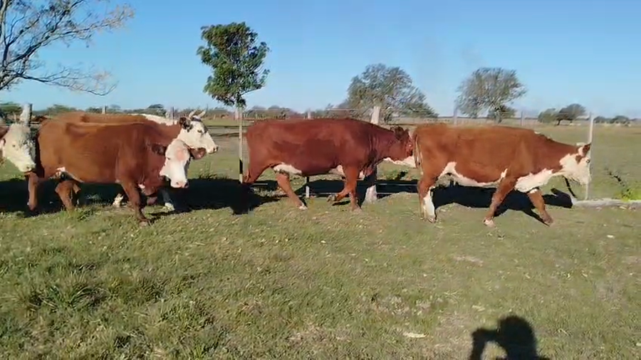 Lote 35 Vacas de invernar en Corrientes, Curuzu Cuatia