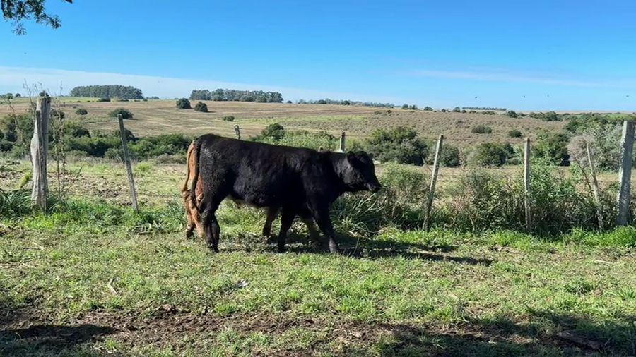 Lote TERNEROS Y TERNERAS