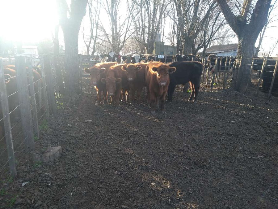 Lote 5 Novillitos en Gral. Lamadrid, Buenos Aires