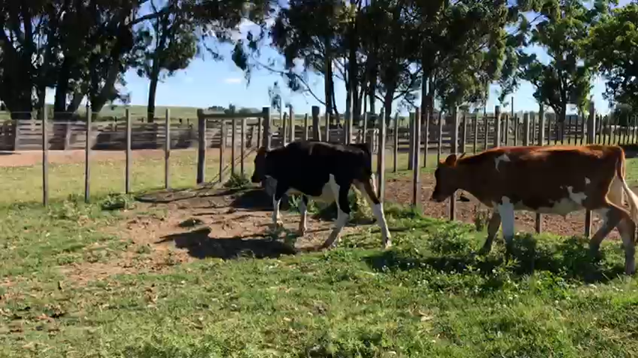 Lote 2 Terneros San José