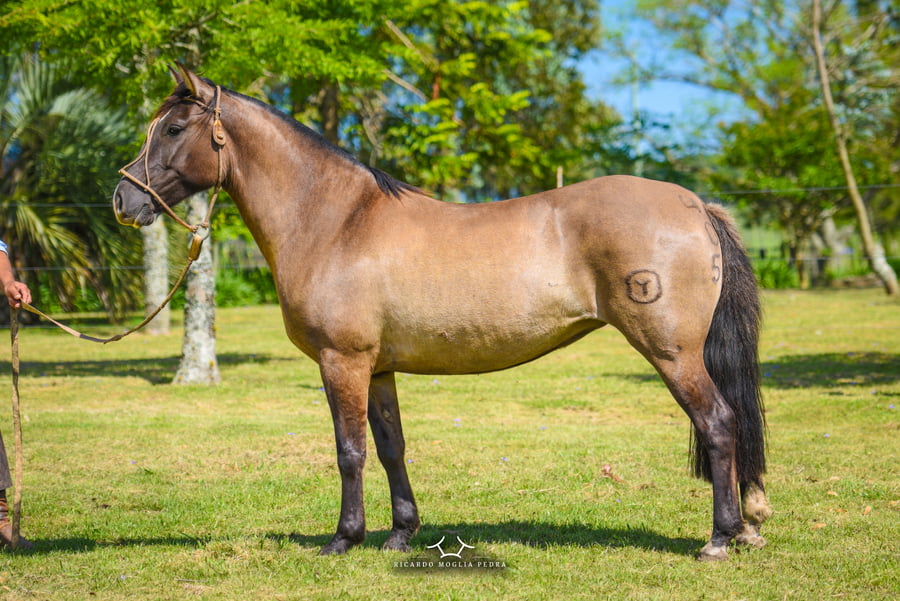 Lote El Gavilán Lagarta (RP 405) Cabaña "El Gavilán"