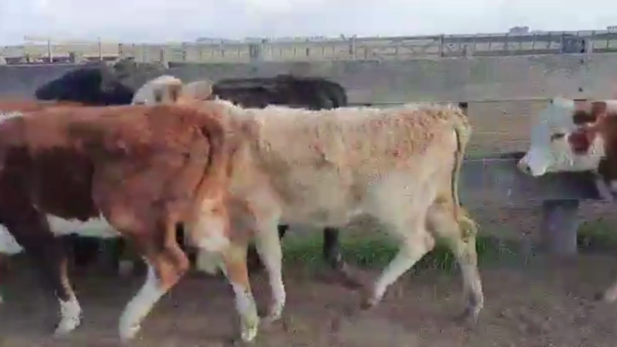 Lote 75 TERNS. HEMBRAS, TAPALQUE, BS. AS.