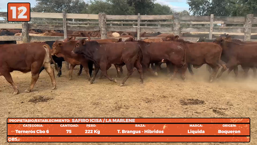 Lote LOTE 12