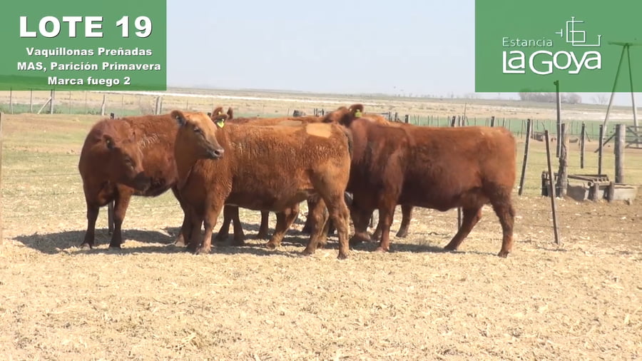 Lote VAQUILLONAS PREÑADAS MAS PARICIÓN PRIMAVERA