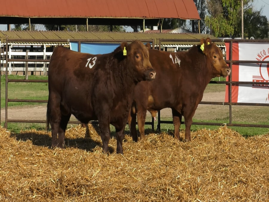 Lote TOROS ANGUS COLORADOS PC