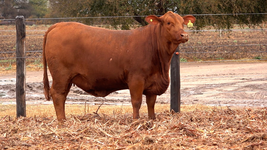 Lote VAQUILLONAS BRANGUS PREÑADAS Y CON SERVICIO de El Porvenir