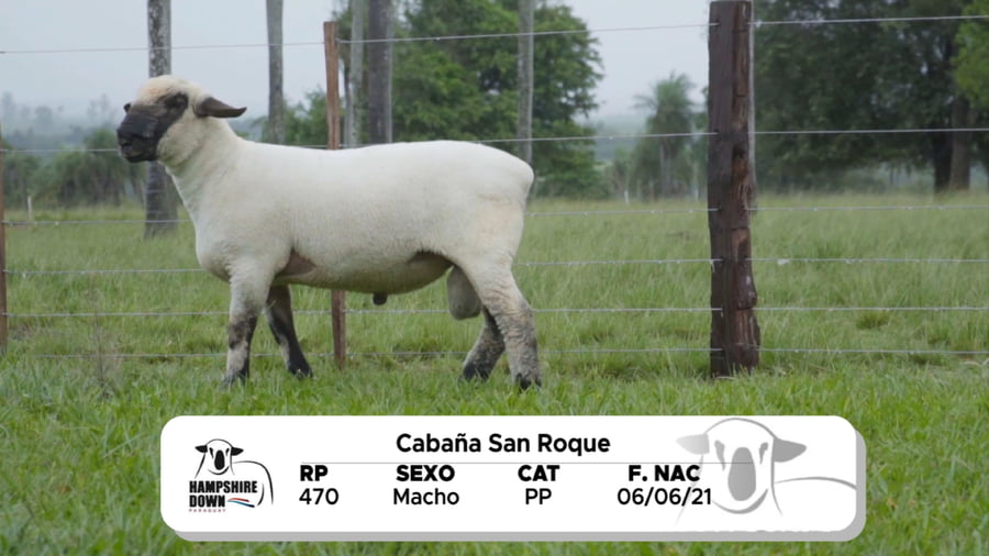 Lote LOTE 20 BOZAL - RP 470