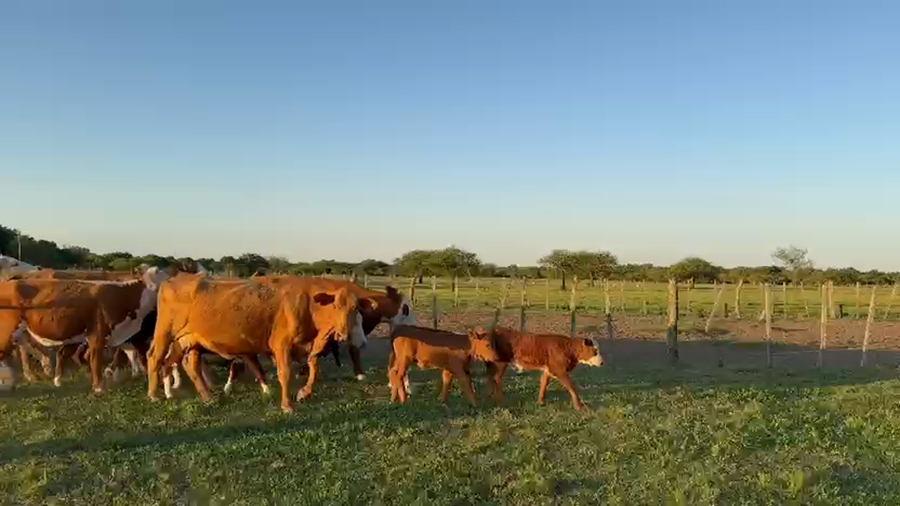 Lote 62 Vientres con Crías y Preñados en Corrientes, Curuzu Cuatia