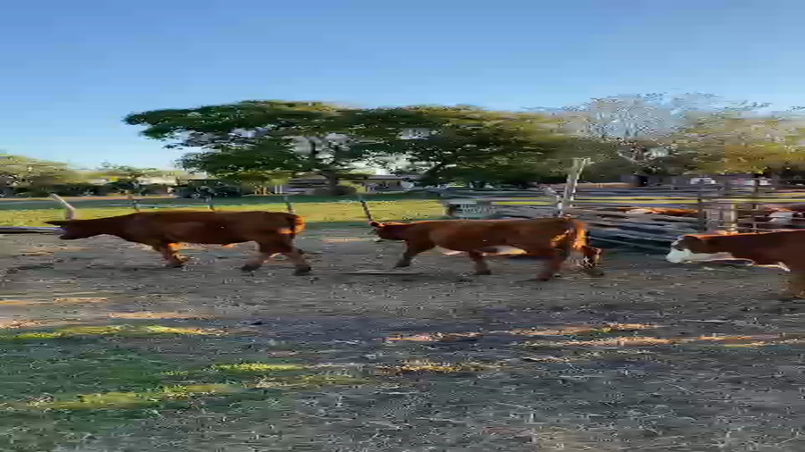 Lote 70 Terneros/as en Chajarí, Entre Ríos