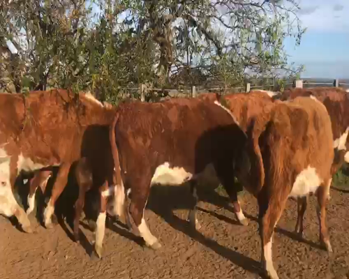 Lote 20 Piezas de cría en Artigas