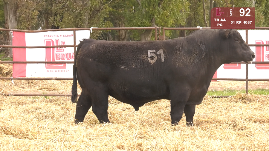 Lote TOROS ANGUS NEGROS  PC
