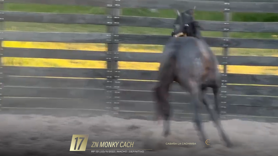 Lote Yeguarizos a remate en 6° Remate Especial de Velocidad, Montevideo